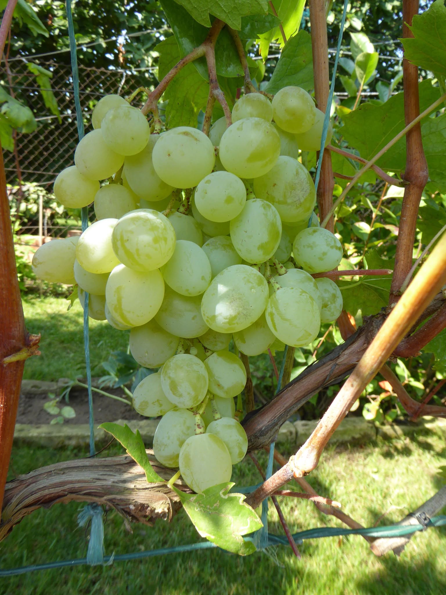 Biele hrozno ‘Julian’ 